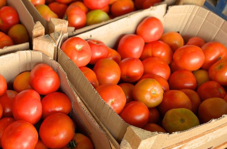 Couve e tomate registram queda de preço na Ceasa-MS; frio eleva valor da abobrinha
