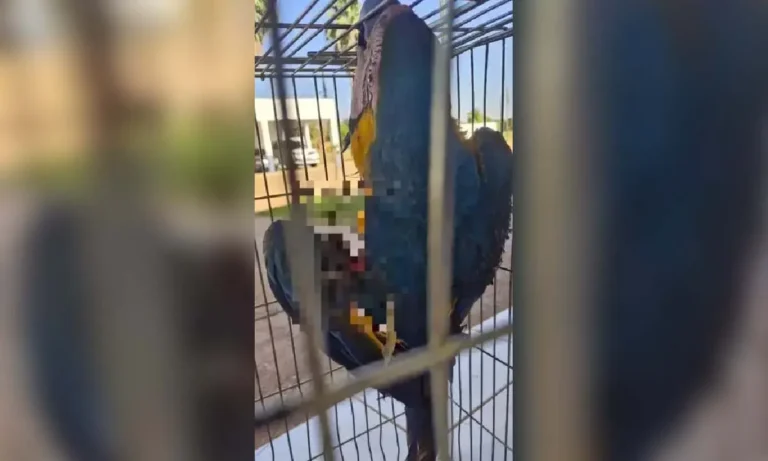 Arara-canindé é ferida por linha com cerol em Três Lagoas e pode ter asa amputada devido à gravidade do ferimento