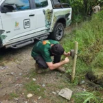Equipamentos de monitoramento de onça-pintada são recuperados em Corumbá