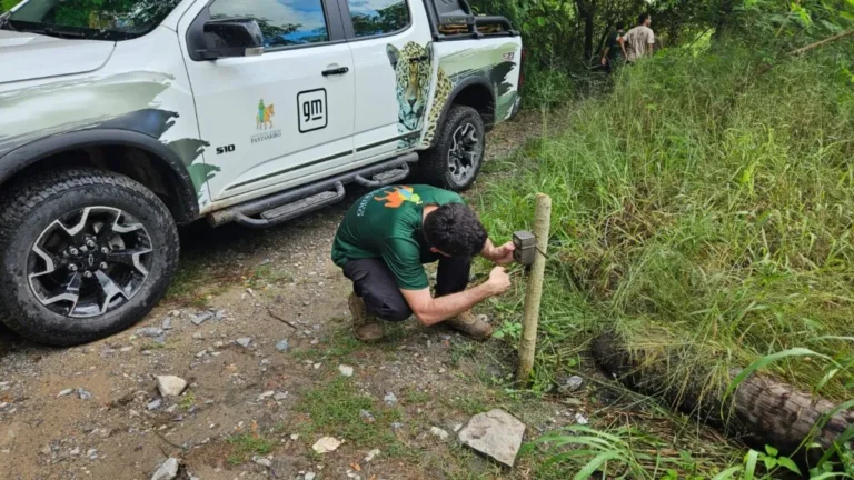 Equipamentos para monitorar onça-pintada são recuperados em Corumbá e ações de conservação são retomadas