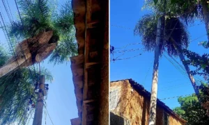 Leia mais sobre o artigo Vereadora cobra ação da Energisa diante de risco causado por árvores na rede elétrica