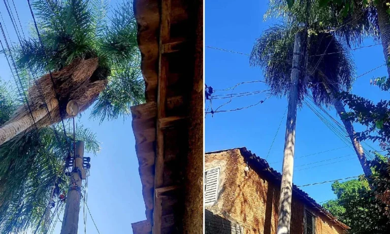 Vereadora cobra ação da Energisa por risco causado por árvores em contato com rede elétrica em Corumbá