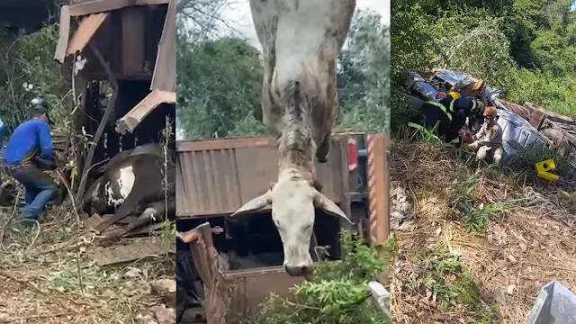 Caminhão com gado tomba na MS-339, em Miranda, e deixa animais mortos