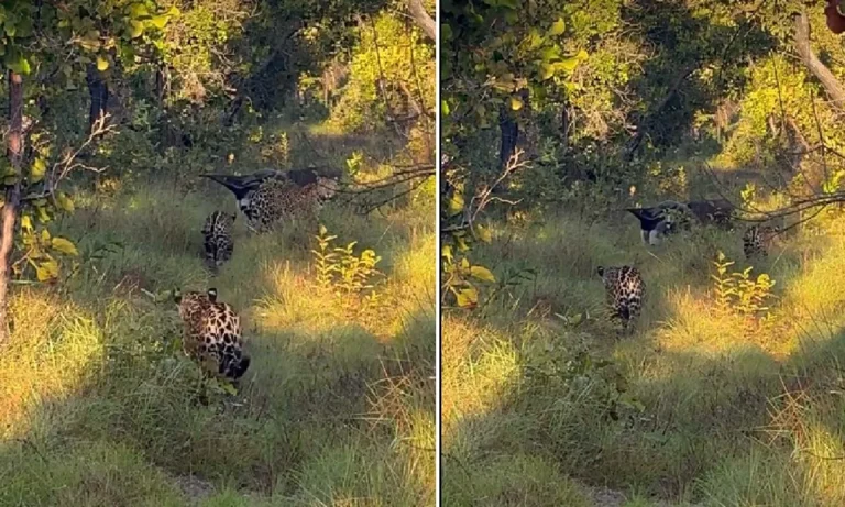 Encontro raro entre onça-pintada e tamanduá-bandeira surpreende no Pantanal