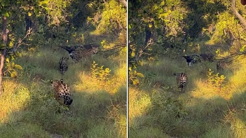 Encontro raro entre onça-pintada e tamanduá-bandeira surpreende no Pantanal