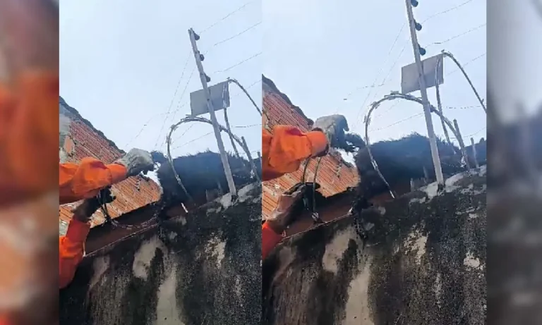 Gato preso em concertina é resgatado por bombeiros em Corumbá nesta segunda-feira (4).