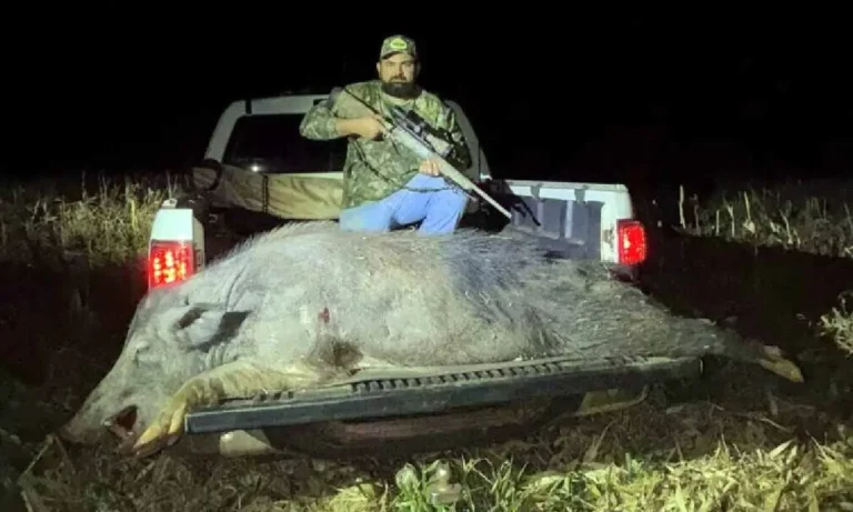 Javali de quase 300 kg é abatido em Rio Brilhante durante ação de controle ambiental autorizada pelo Ibama.