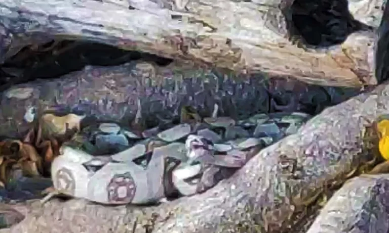 Corpo de Bombeiros resgata jiboia de dois metros em condomínio de Ladário e devolve o animal à natureza, seguindo protocolos ambientais