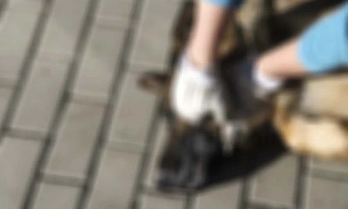Homem é preso após usar canivete para castrar cachorro em Aparecida do Taboado