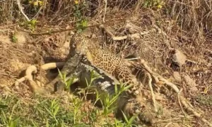 Leia mais sobre o artigo Mãe e caçadora: onça-pintada enfrenta jacaré para sustentar filhotes no Pantanal
