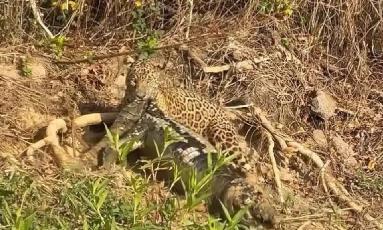Onça-pintada Pollyanna arrasta jacaré no Pantanal para alimentar seus dois filhotes em cena rara registrada em Porto Jofre.