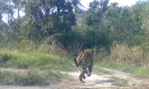 Leia mais sobre o artigo Queixadas colocam onça-pintada para correr em registro raro no Pantanal