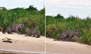 Leia mais sobre o artigo Onça-pintada é flagrada em ‘falso cio’ para proteger filhotes no Pantanal