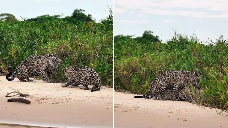 Onça-pintada é flagrada no Pantanal usando ‘falso cio’ para proteger filhotes, em registro feito por guia de turismo em Porto Jofre.