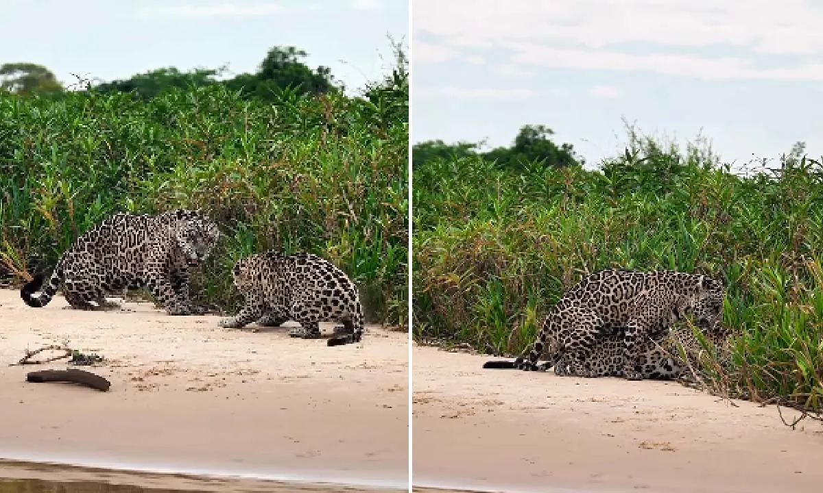 Onça-pintada é flagrada no Pantanal usando ‘falso cio’ para proteger filhotes, em registro feito por guia de turismo em Porto Jofre.