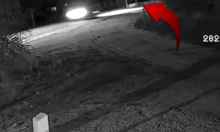 Onça-pintada surpreende motorista ao atravessar rodovia Ramon Gomes, em Corumbá, no Pantanal.