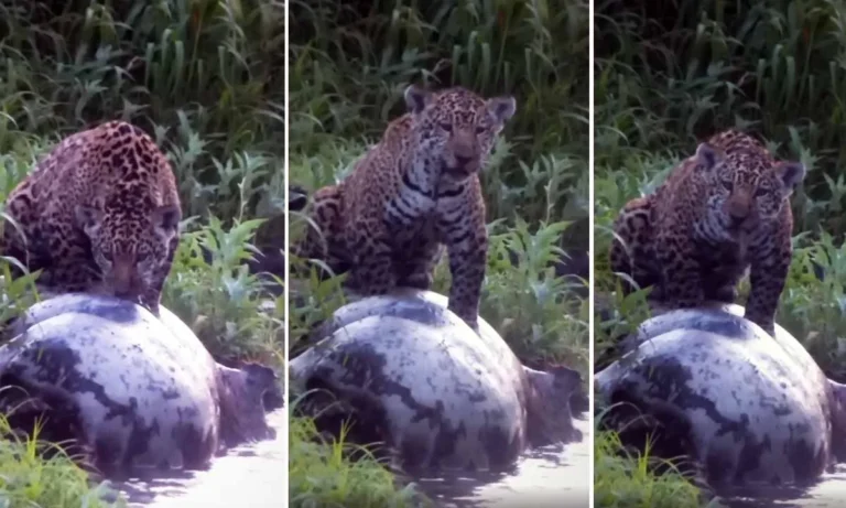 Filhote de onça-pintada é registrado se alimentando de anta no Pantanal de Miranda, em cena rara captada por fotógrafo.