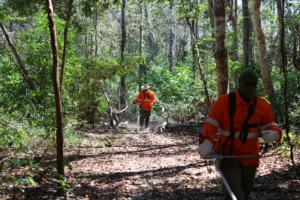 Leia mais sobre o artigo Parceria entre Onçafari e IHP fortalece prevenção de incêndios no Pantanal