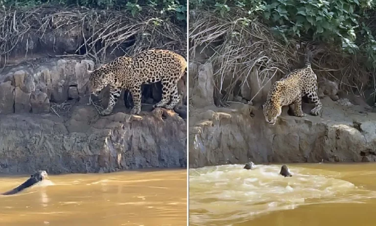 Ariranhas enfrentam onça-pintada por quase três horas no Pantanal em disputa territorial registrada pelo fotógrafo Andres Novales.