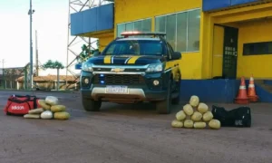 Leia mais sobre o artigo PRF apreende skunk em ônibus de viagem na BR-262 em Corumbá