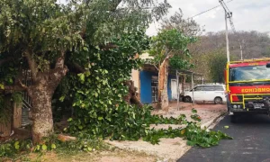 Leia mais sobre o artigo Queda de árvores bloqueia entrada de casas e danifica fiação elétrica em Corumbá