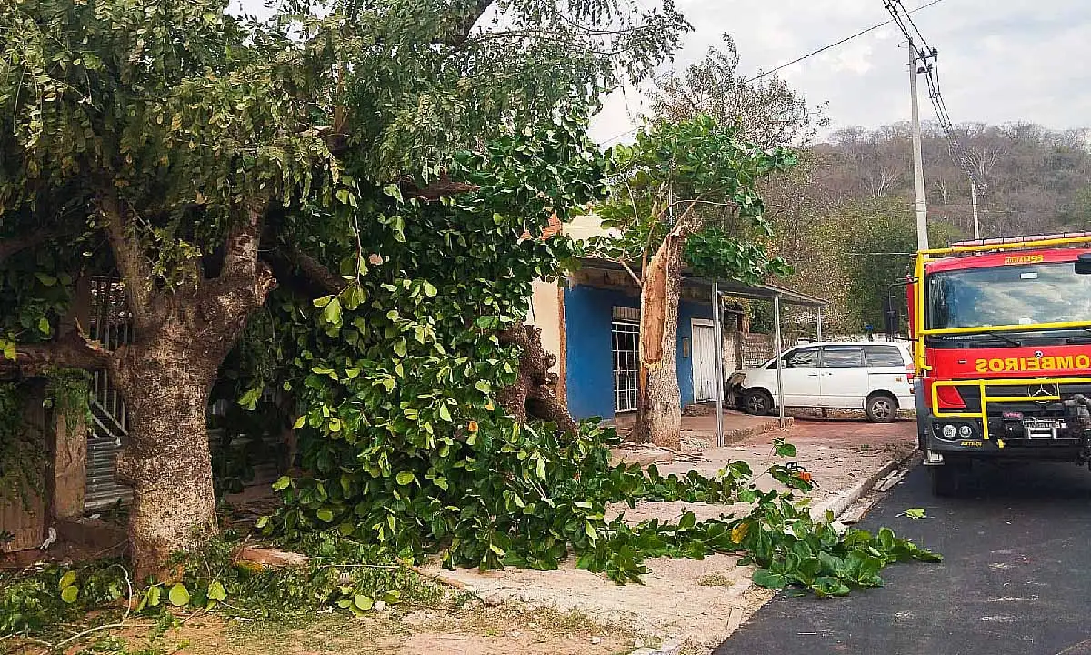 Ventos fortes derrubam árvores no bairro Popular Nova, em Corumbá, causando danos e bloqueando acesso a residências.