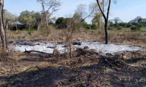 Leia mais sobre o artigo Propriedade é autuada por promover queimada durante período proibido no Pantanal