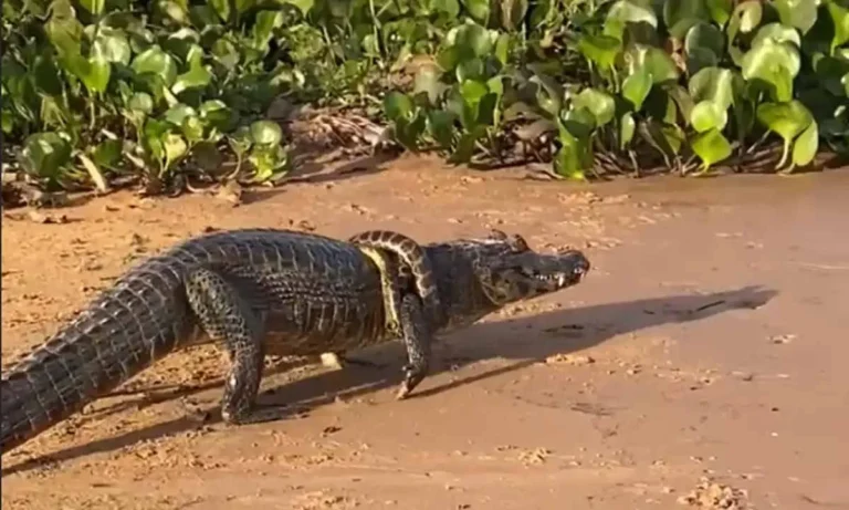 Sucuri-amarela jovem é flagrada enrolada no pescoço de jacaré no Pantanal; biólogo aponta três possíveis explicações.