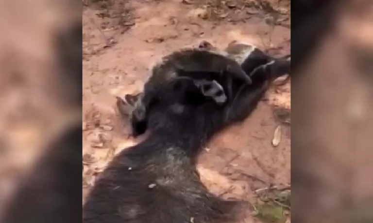 Filhote de tamanduá-bandeira é resgatado no Pantanal após atropelamento que matou a mãe na MS-467, em Rio Verde de Mato Grosso.