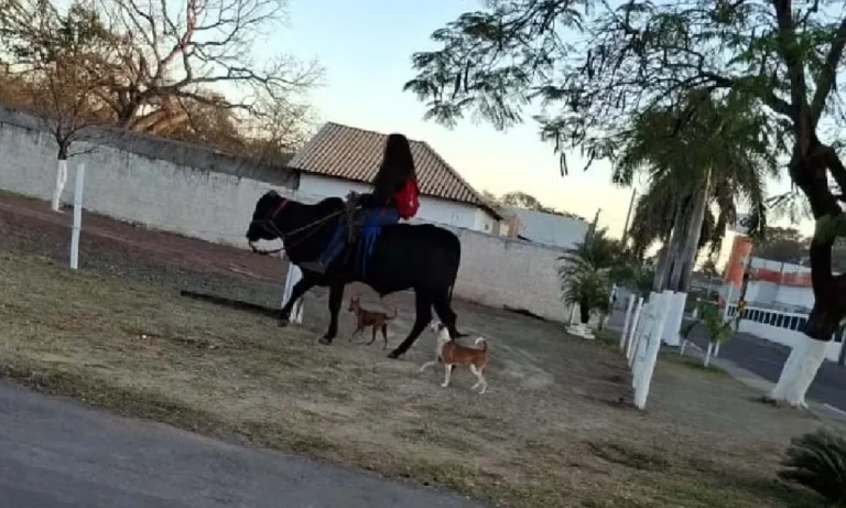 Em Corumbá, adolescente cria touro como pet e vai à escola montada no animal, atraindo olhares e pedidos de fotos.