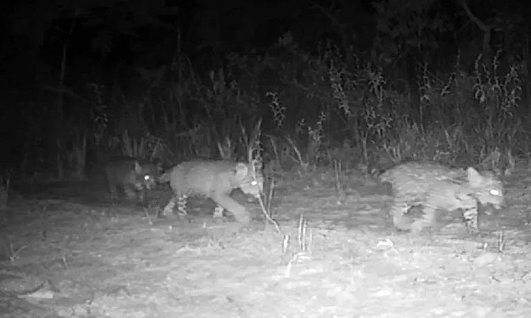 Registro raro mostra onça-pintada com trigêmeos no Parque Nacional Grande Sertão Veredas, em Minas Gerais e Bahia.