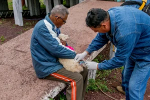 Vacinação antirrábica começa em Corumbá com visitas a bairros. Campanha segue até o fim de agosto.
