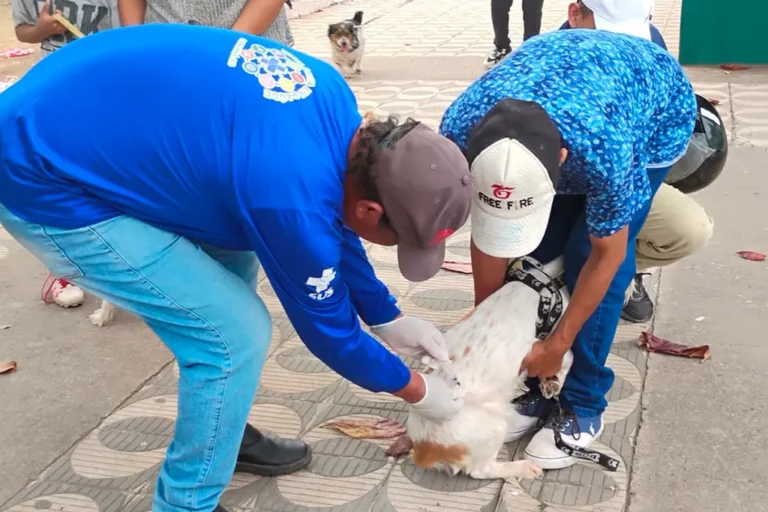 Campanha binacional vacina mais de 1,7 mil animais contra a raiva na Bolívia