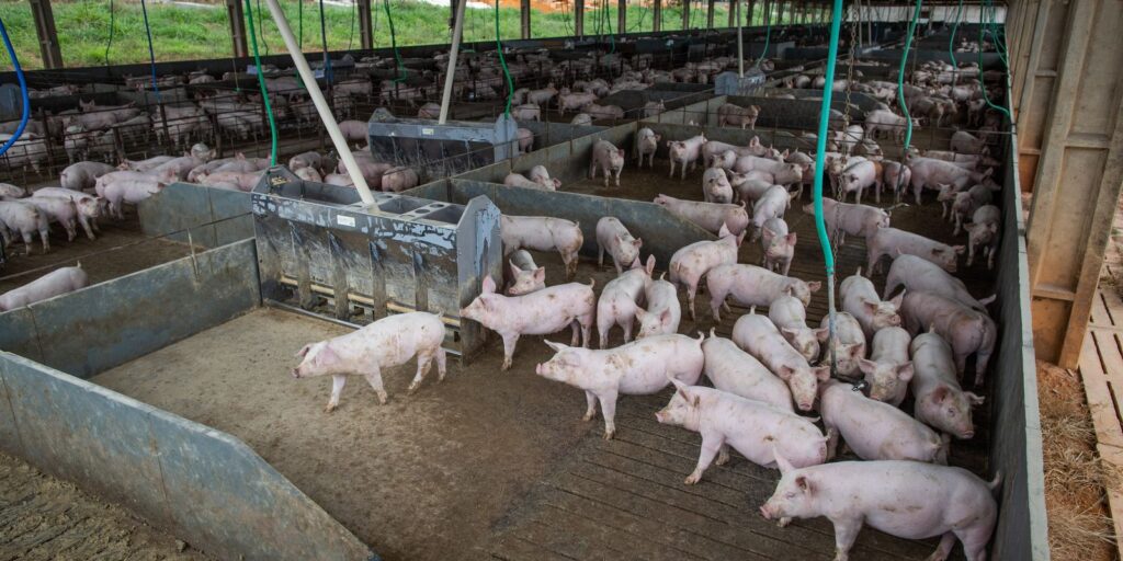 Producao de carne suina e de frango tera volume recorde carne suína