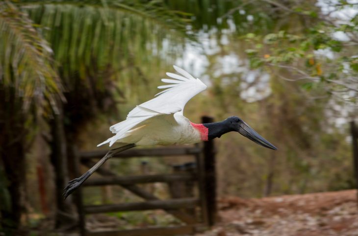 Mato Grosso do Sul consolida protagonismo no turismo responsável em fórum nacional