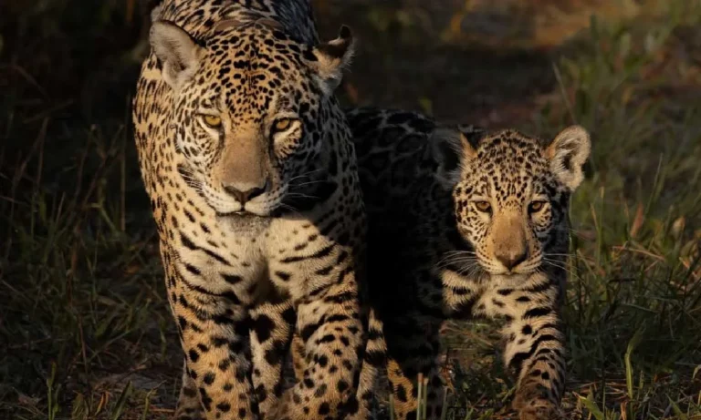 Onça-pintada amamenta filhote no Pantanal de Mato Grosso do Sul em registro feito por bióloga.