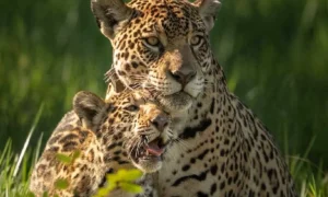 Leia mais sobre o artigo Filhote da onça-pintada Aracy ganha nome e encanta observadores no Pantanal