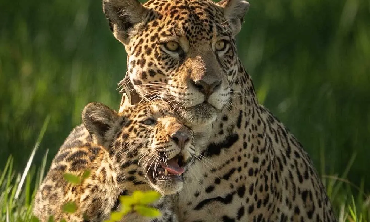 Mocoha, filhote da onça-pintada Aracy, é apresentado pelo Projeto Onçafari e encanta com cenas registradas no Pantanal.