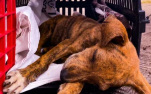 Leia mais sobre o artigo Justiça mantém obrigação de atendimento veterinário 24h em Campo Grande