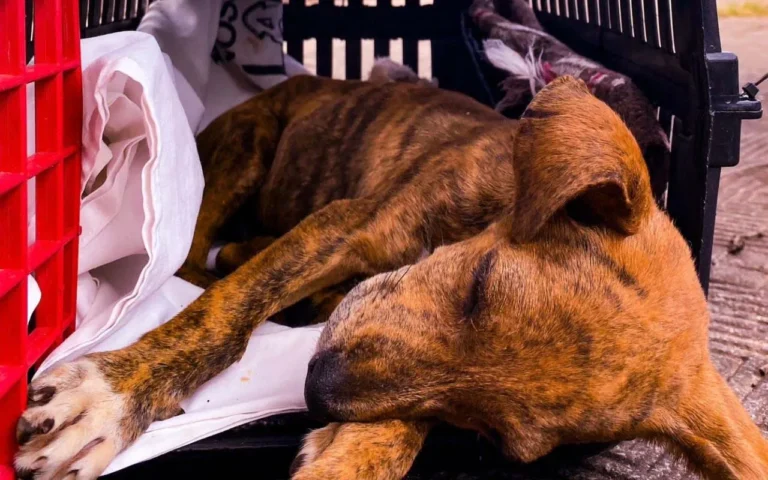 Justiça mantém decisão que obriga Campo Grande a oferecer atendimento veterinário 24h para cães e gatos após descumprimento de TAC