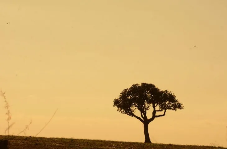Estiagem amplia o risco de incêndios florestais em mato grosso do sul