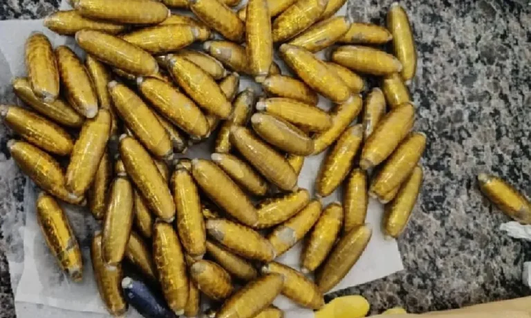 Boliviana morre em viagem de ônibus com 78 cápsulas de cocaína no estômago