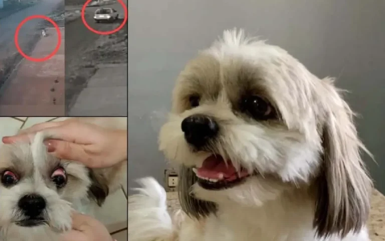 Polícia investiga caso de maus-tratos a cachorro em Nova Alvorada do Sul após tutor ser flagrado agredindo o animal.