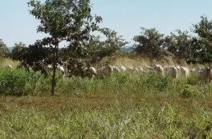 Leia mais sobre o artigo MS ganha destaque nacional em captura de carbono e sustentabilidade