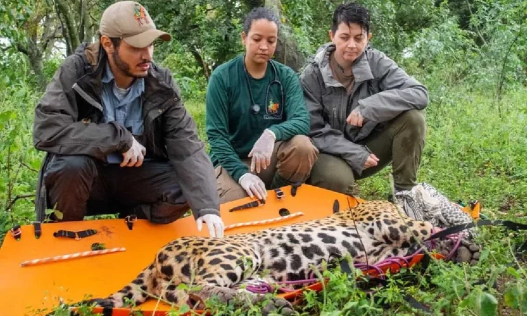 Pesquisador Diego Viana alia ciência e redes sociais para proteger onças-pintadas e combater fake news no Pantanal.