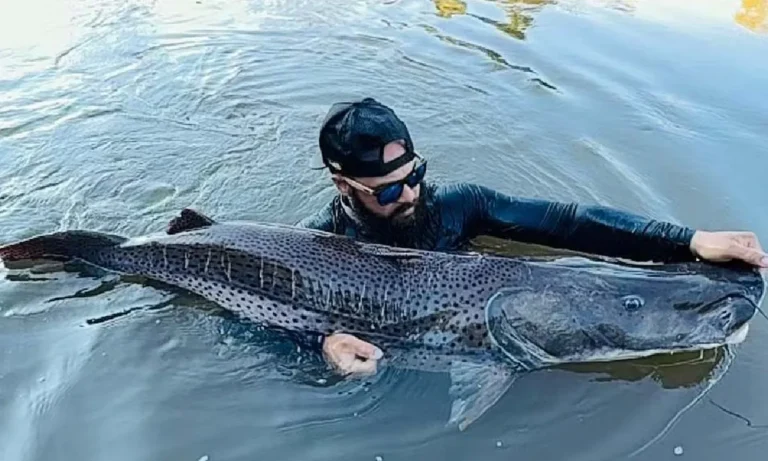 Guia de pesca captura pintado de 1,61 m no rio Dourados, em Fátima do Sul, durante operação de pesca esportiva.