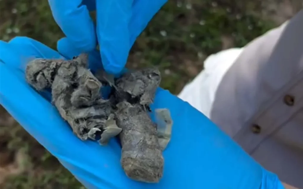 Pesquisadores encontram fragmentos de plástico nas fezes de uma onça-pintada no Pantanal, alerta para os riscos da poluição à fauna do bioma.