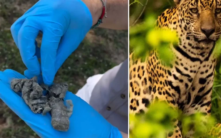 Pesquisadores encontram fragmentos de plástico nas fezes de uma onça-pintada no Pantanal, alerta para os riscos da poluição à fauna do bioma.