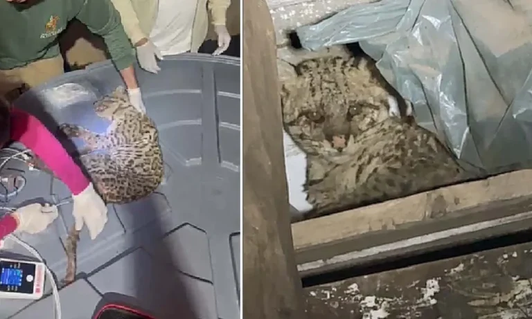 Jaguatirica ferida é resgatada em Corumbá por equipes da Defesa Civil e Corpo de Bombeiros, com apoio técnico especializado.