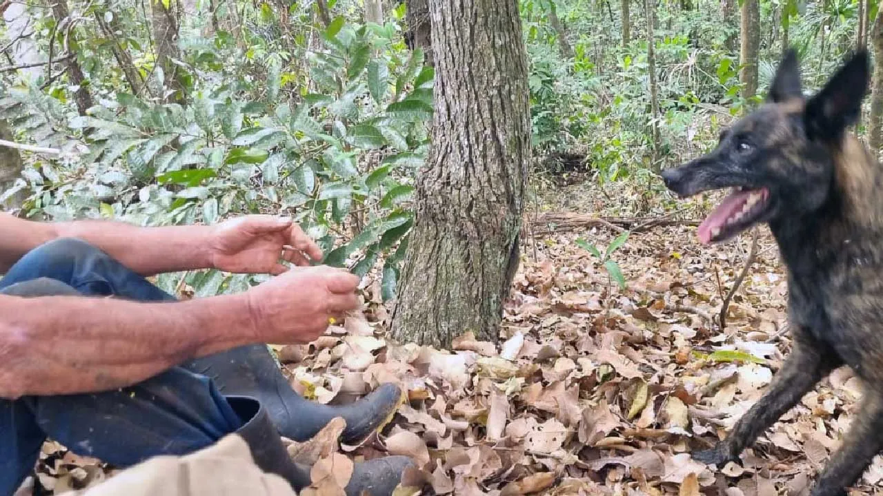 Laika, cadela do Corpo de Bombeiros, encontra homem desaparecido na MS-040 em Campo Grande após quase 24 horas.